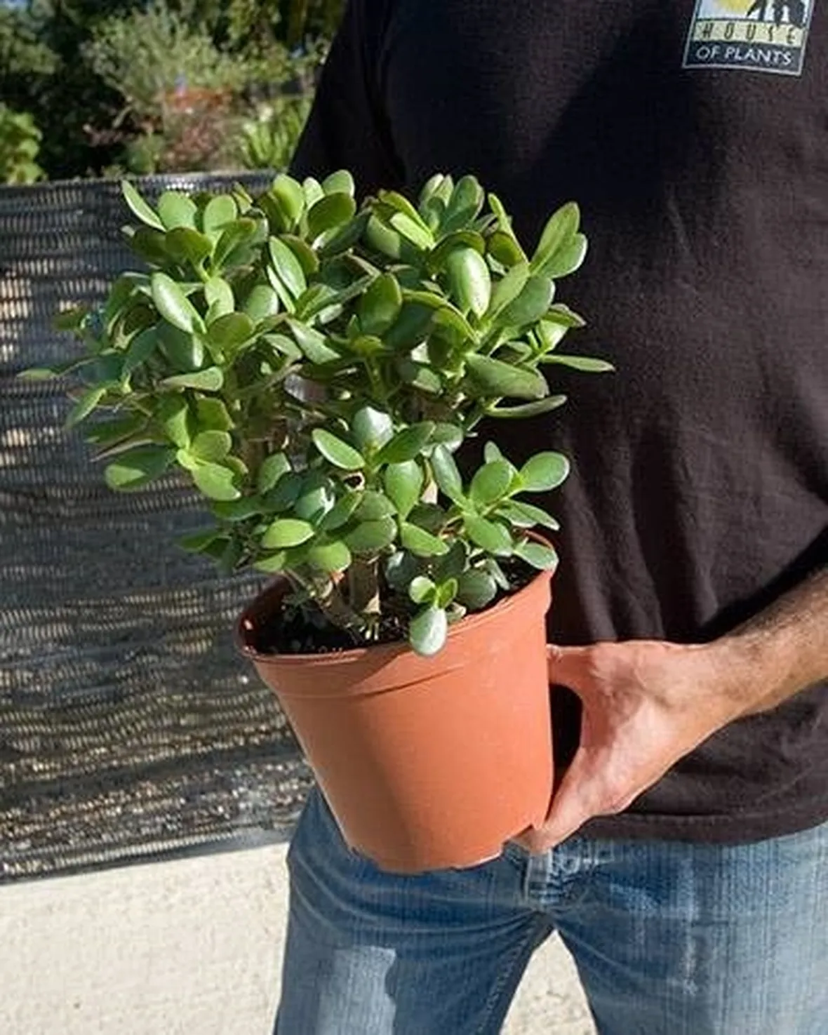 crassula in vaso