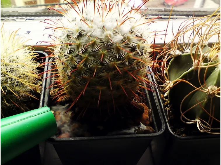 Innaffiamento di una pianta grassa