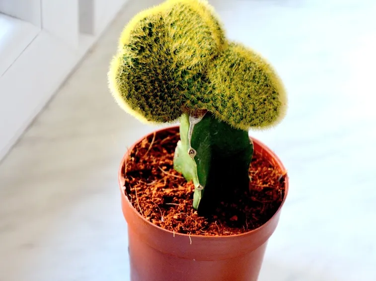 Una pianta grassa nel terreno corretto