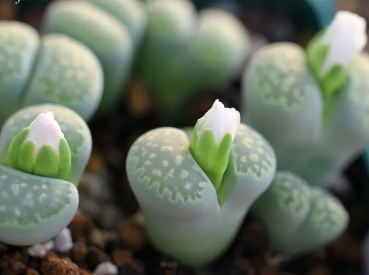 pianta grassa in fiore