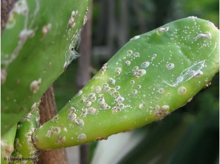pianta grassa cocciniglia