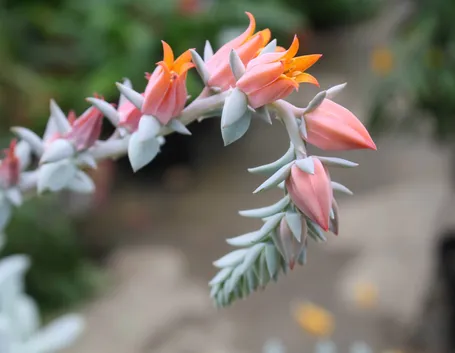Particolare di echeveria runyonii