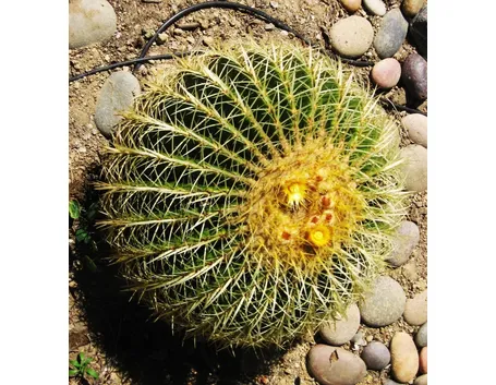 Echinocactus