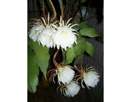 Pianta di Epiphyllum 