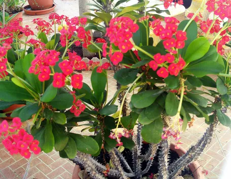 Esemplare di Euphorbia milii