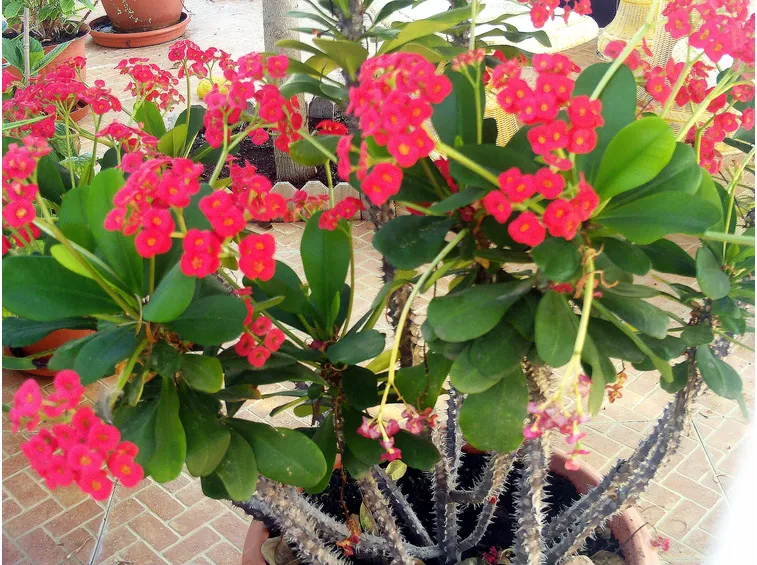 Esemplare di Euphorbia milii