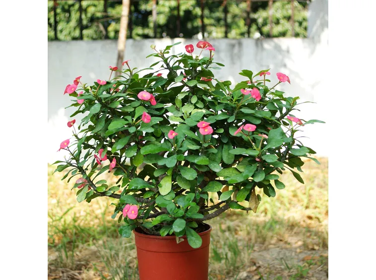 Euphorbia milii in vaso