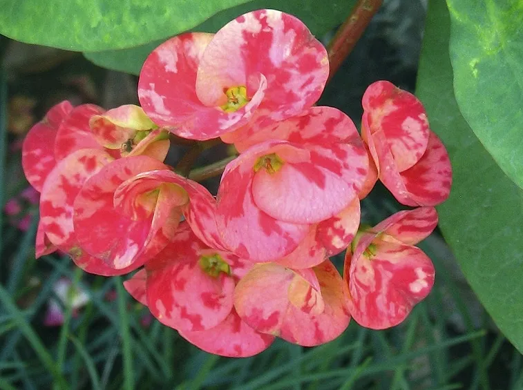 Dettaglio Euphorbia milii