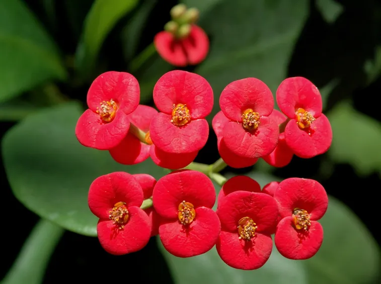 Dettaglio infiorescenze Euphorbia milii