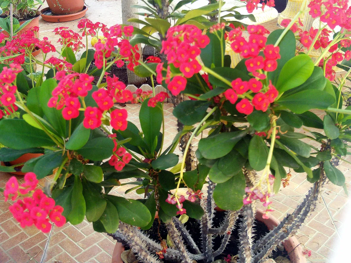 Esemplare di Euphorbia milii