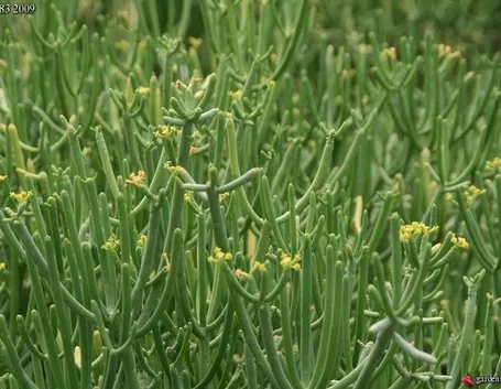 euphorbia tirucalli in Africa