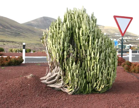 Esemplare di Euphorbia trigona in piena terra
