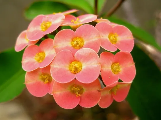 Fiori di Euphorbia milii