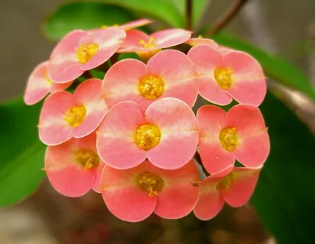 Fiori di Euphorbia milii