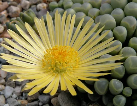 Fiore della Fenestraria