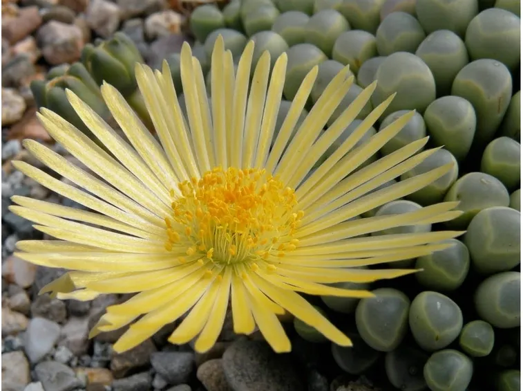 Fiore della Fenestraria