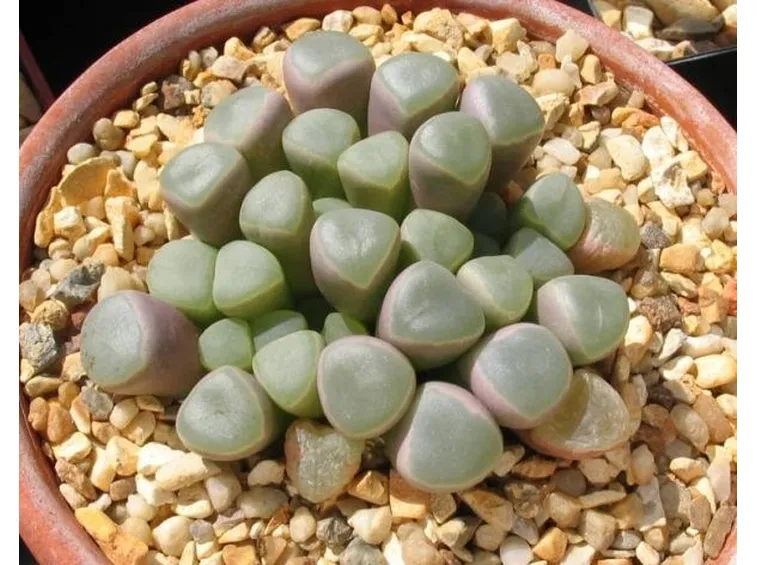 Fenestraria in terreno ghiaioso