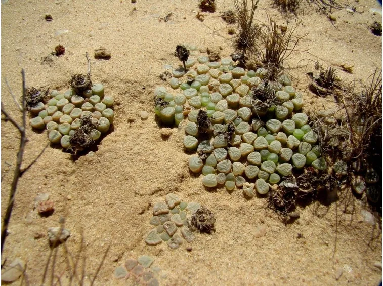 Fenestraria nel deserto