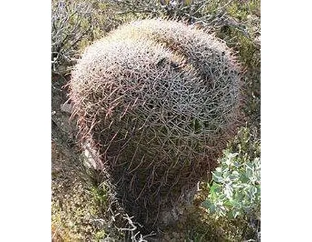 ferocactus1