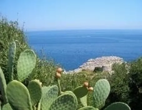 ficodindia1
