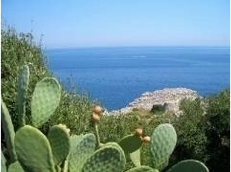 ficodindia1