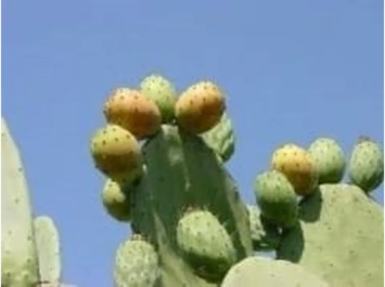 ficodindia2