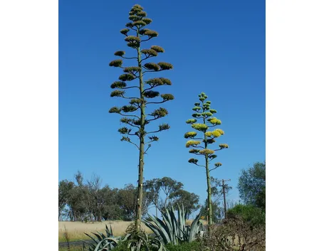 Il fiore dell'Agave