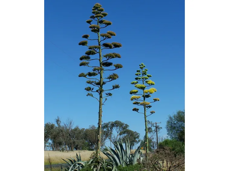 Il fiore dell'Agave