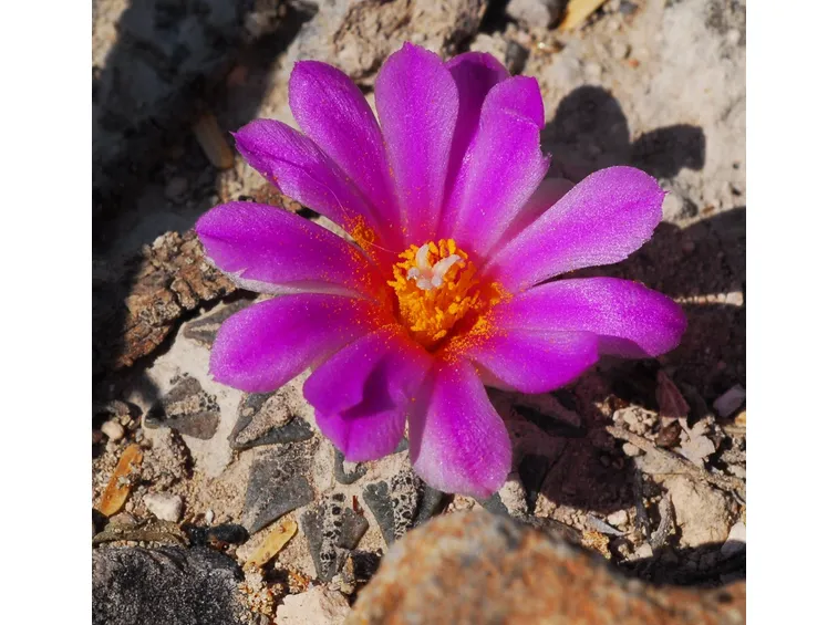 Ariocarpus fissuratus (Ariocarpo)