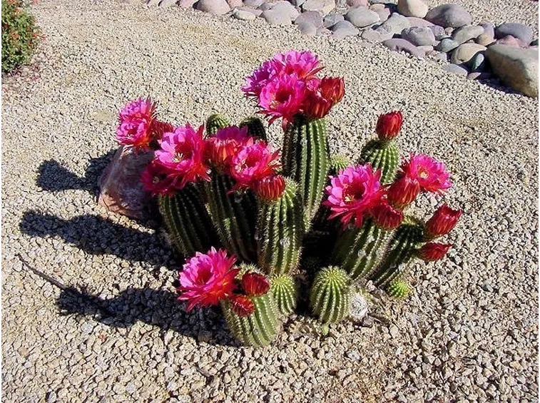 Fiori di Echinopsis