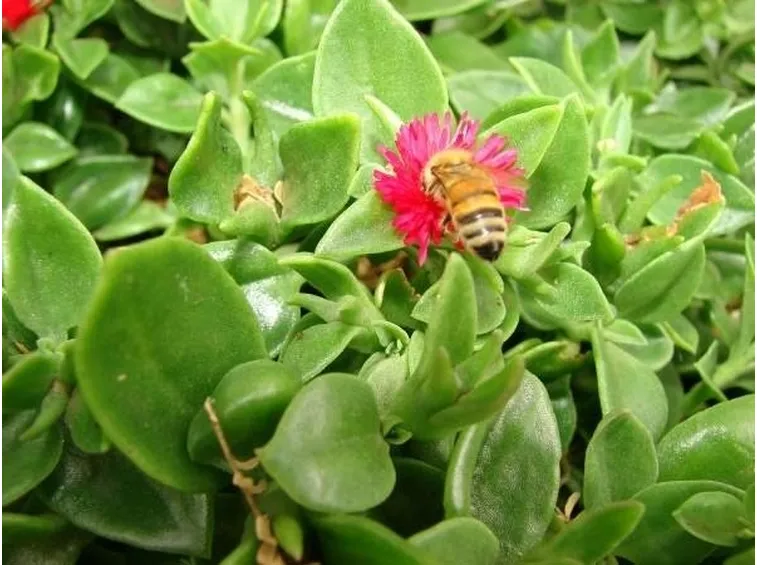 Ape sul fiore di una Aptenia