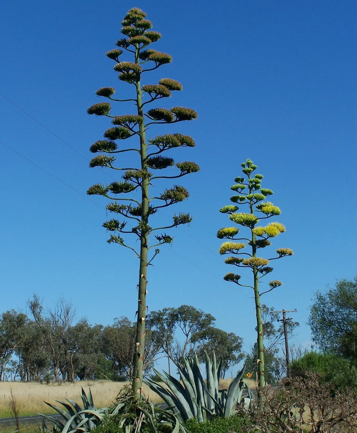 Il fiore dell'Agave