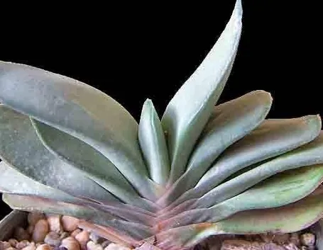Gasteria