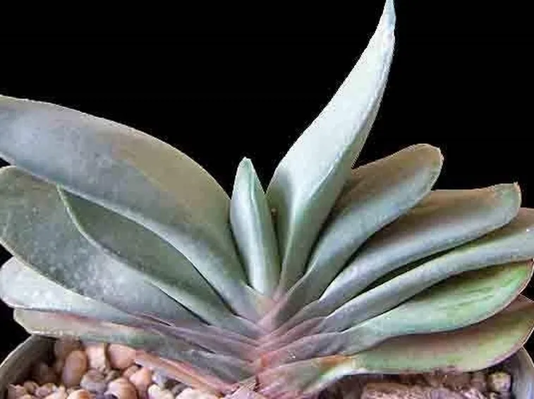 Gasteria
