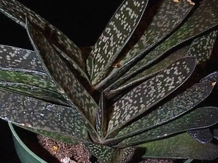 Gasteria