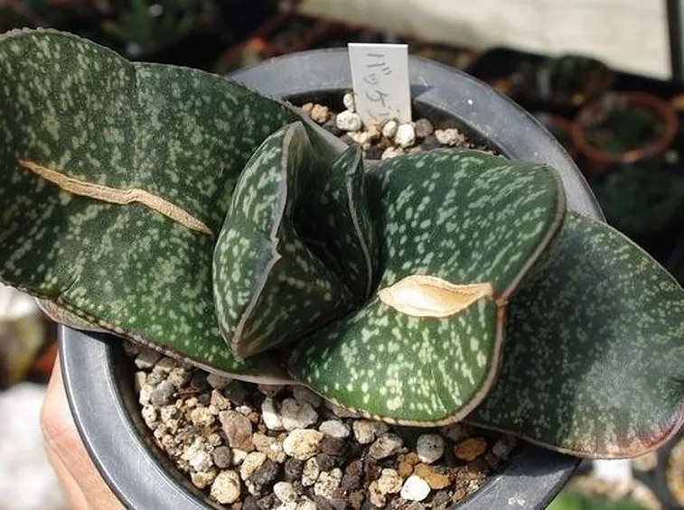 Gasteria