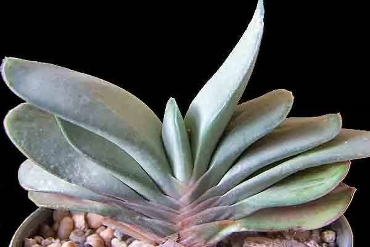 Gasteria