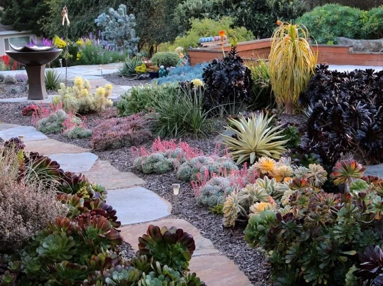 giardino fatto solo con piante grasse