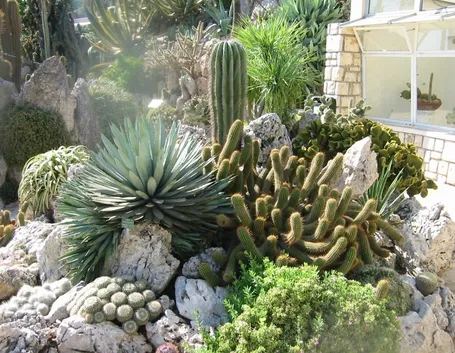 Giardino piante grasse