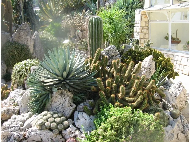 Giardino piante grasse
