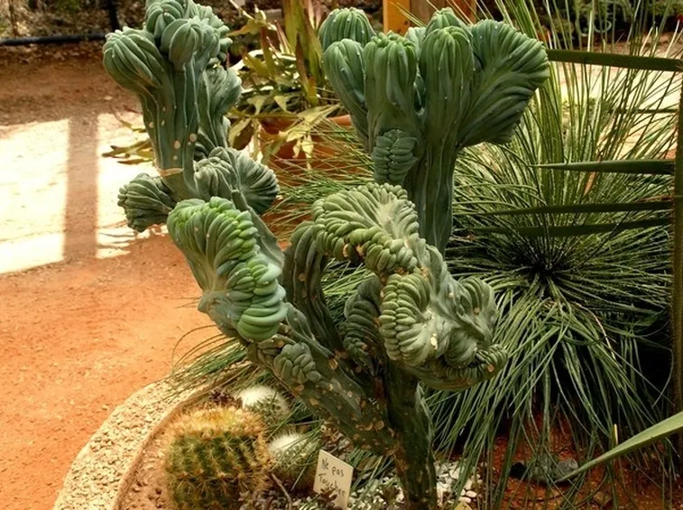 Aiuola piante grasse