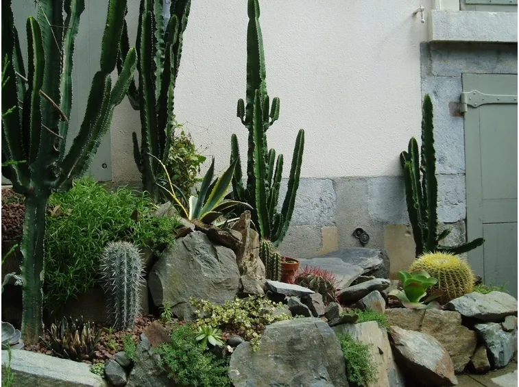 Piante grasse e sassi