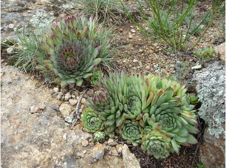 Piante succulente a rosetta