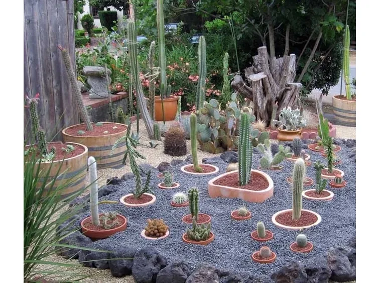 Giardino di cactus