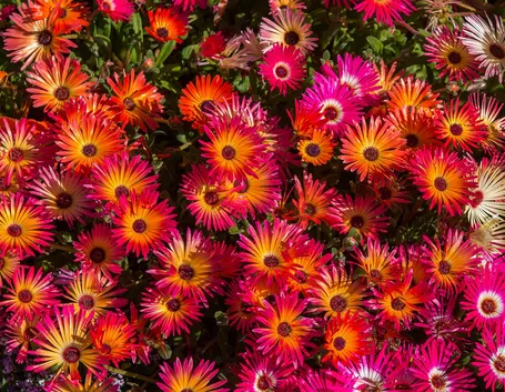 mesembriantemo fiori