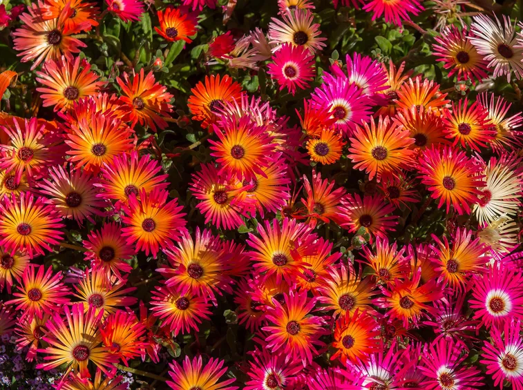 mesembriantemo fiori