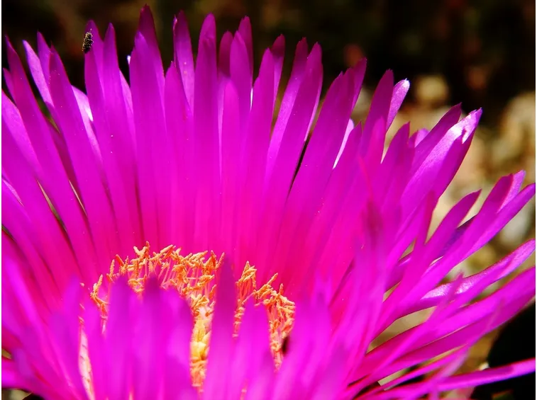 Petali di mesembriantemo
