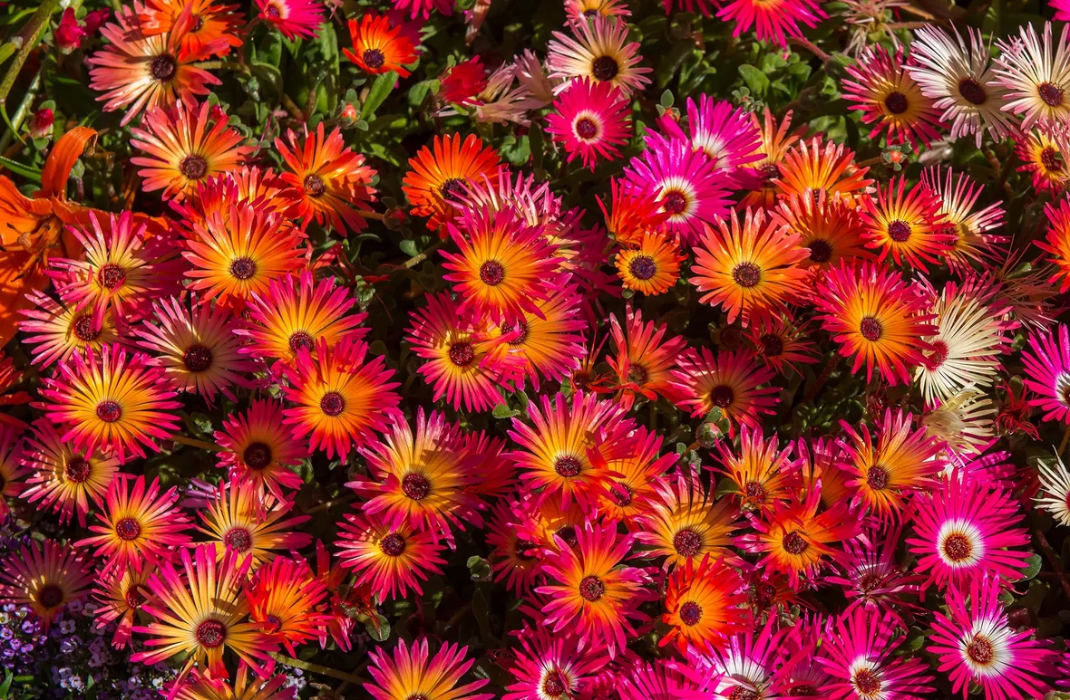mesembriantemo fiori