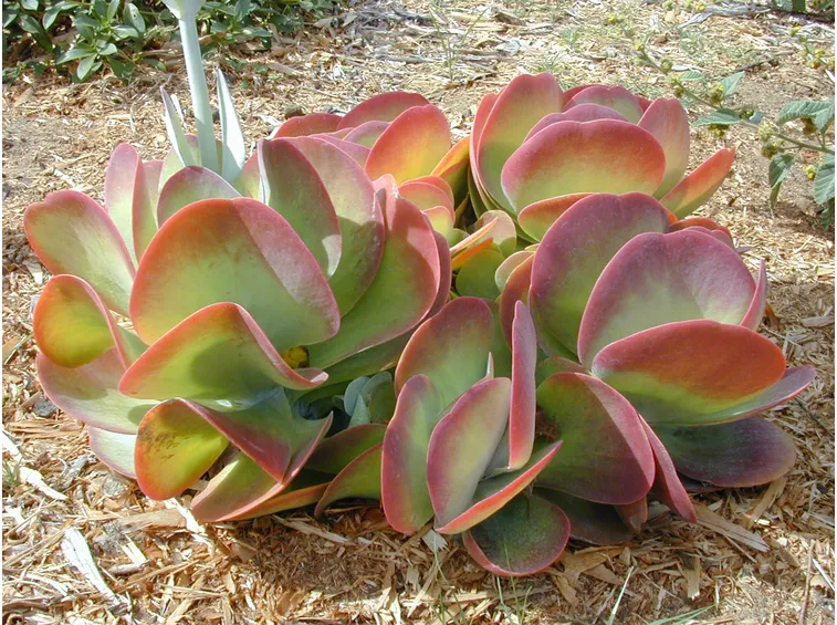 Kalanchoe luciae 