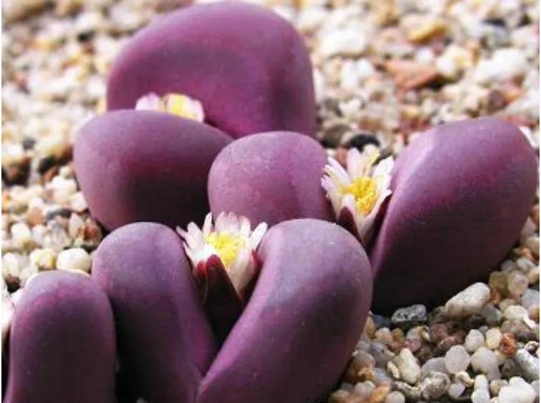 Lithops optica rubra